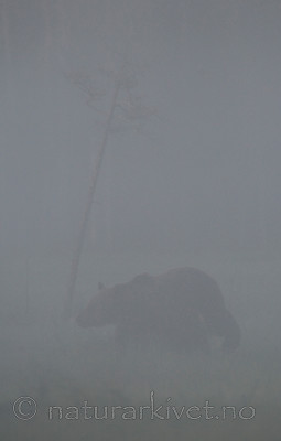 BB 10 0080 / Ursus arctos / Brunbjørn